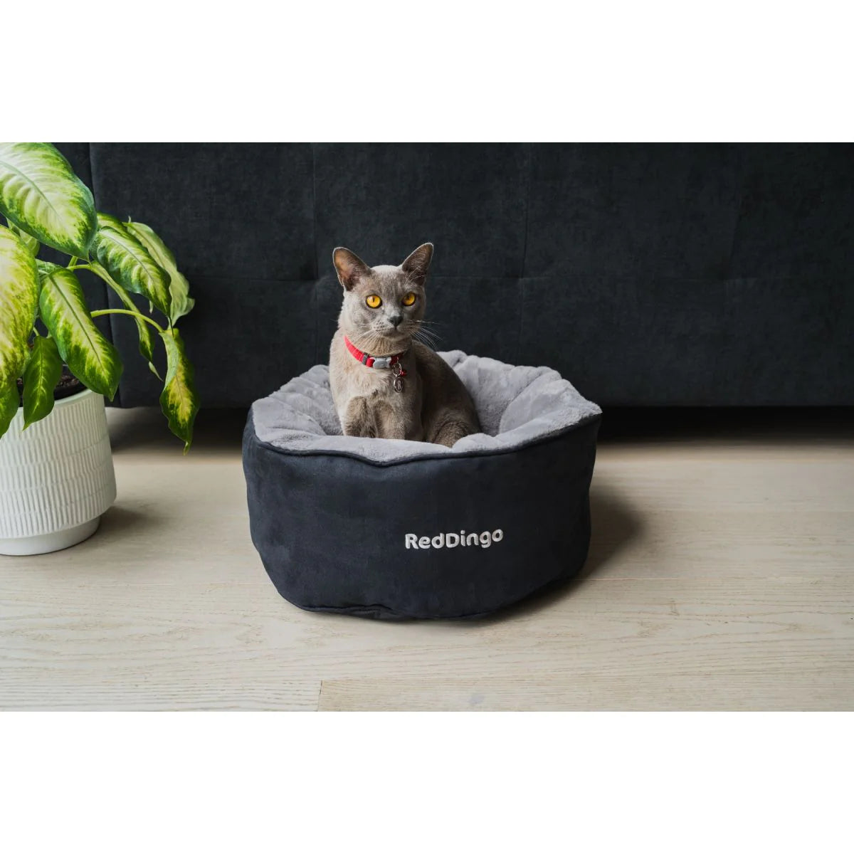 Dog Accessory – Everyday Pet Essential