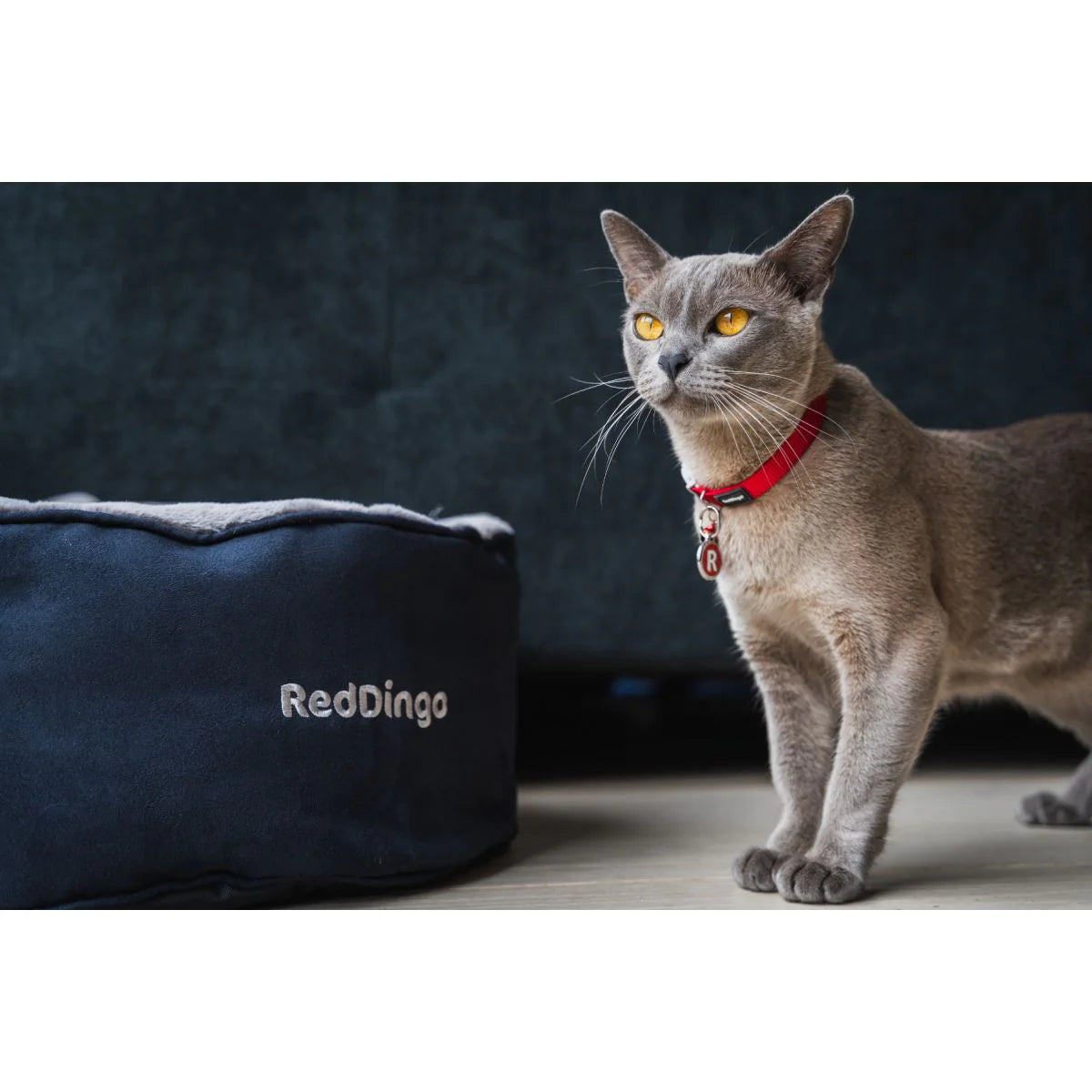Dog Accessory – Everyday Pet Essential