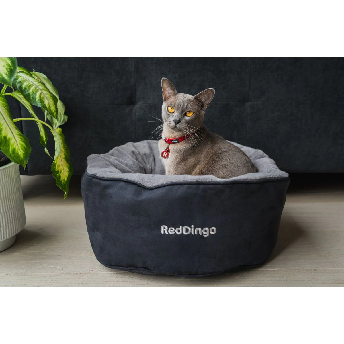 Dog Accessory – Everyday Pet Essential