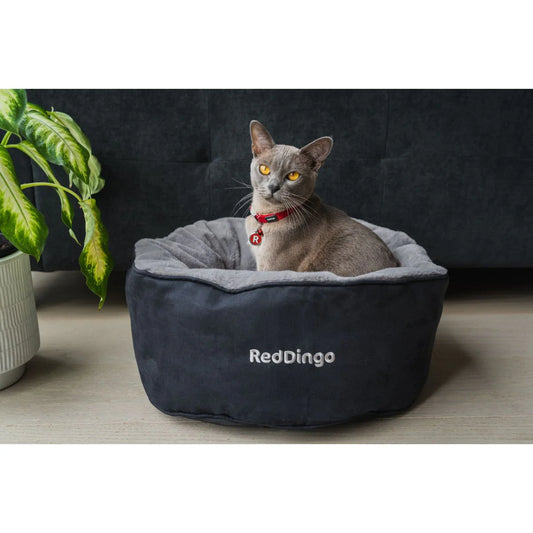 Dog Accessory – Everyday Pet Essential