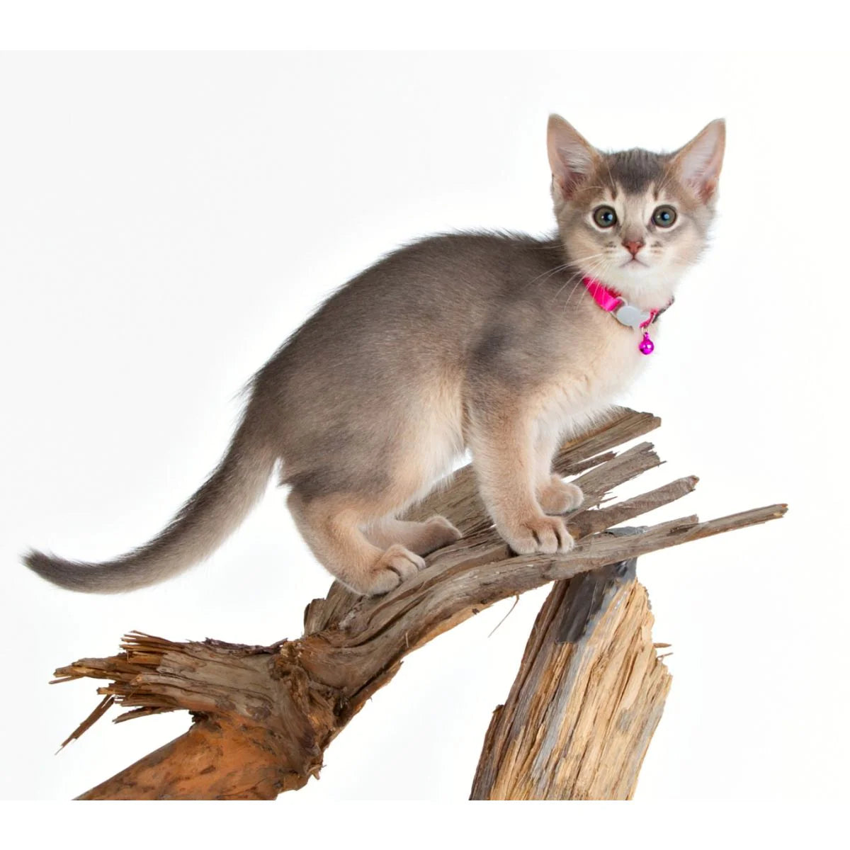 Cat Collar – Everyday Accessory for Cats