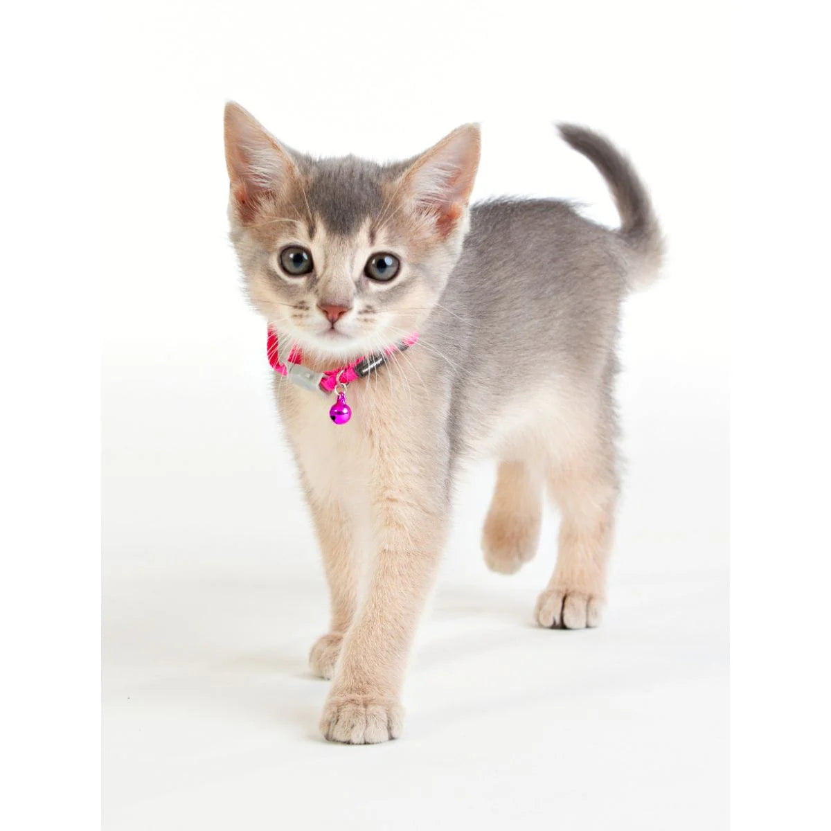 Cat Collar – Everyday Accessory for Cats