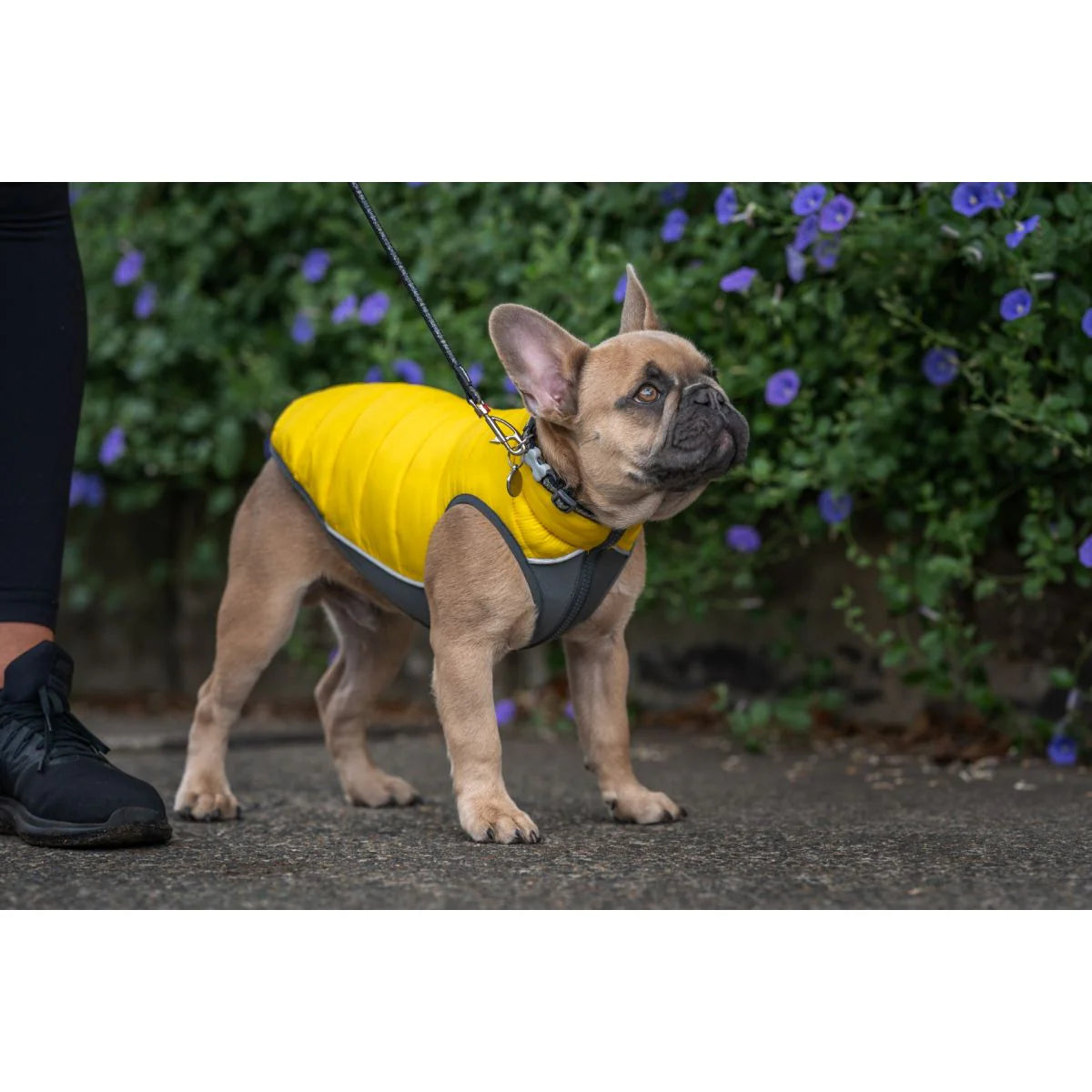 Dog Outdoor Accessory – Yellow