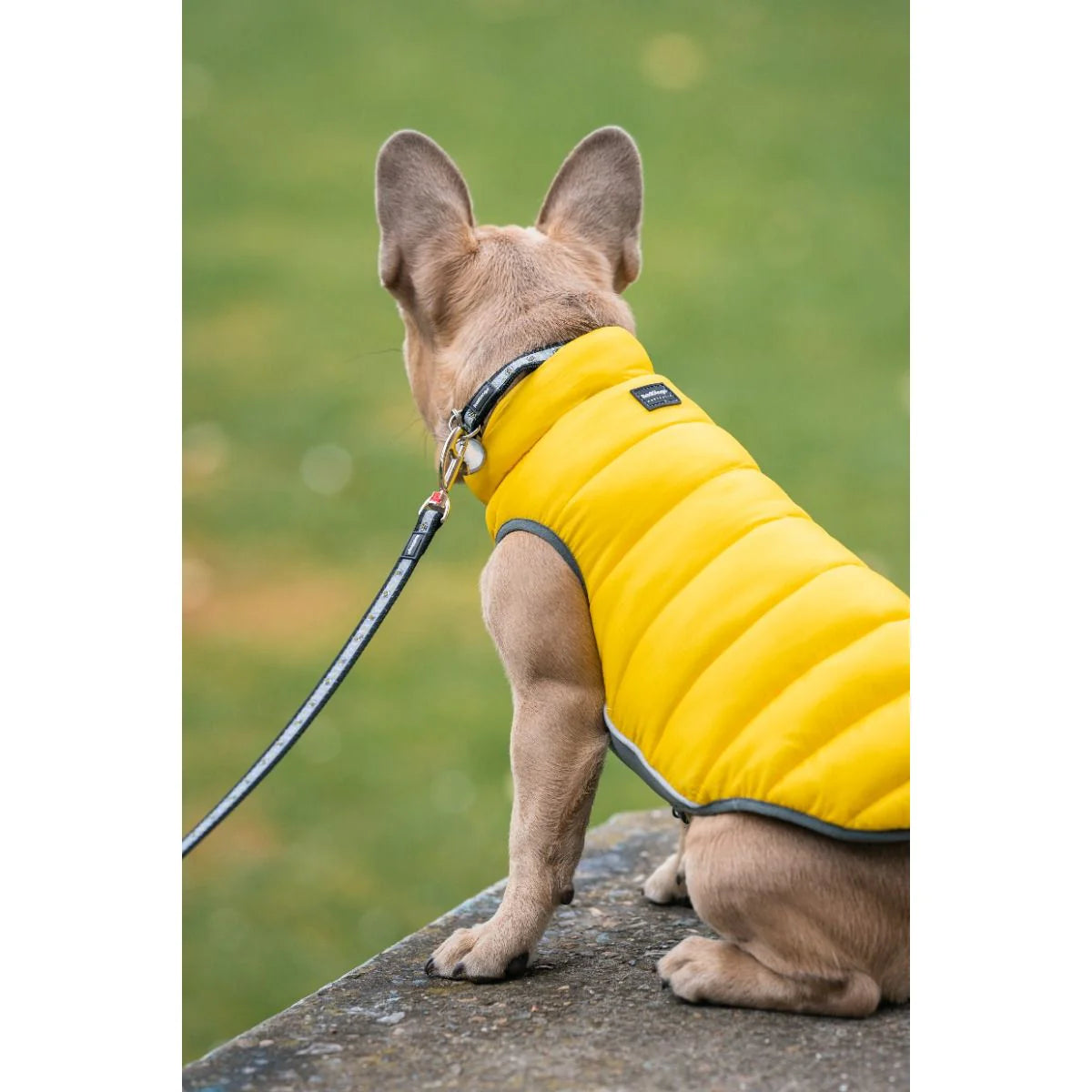 Dog Outdoor Accessory – Yellow