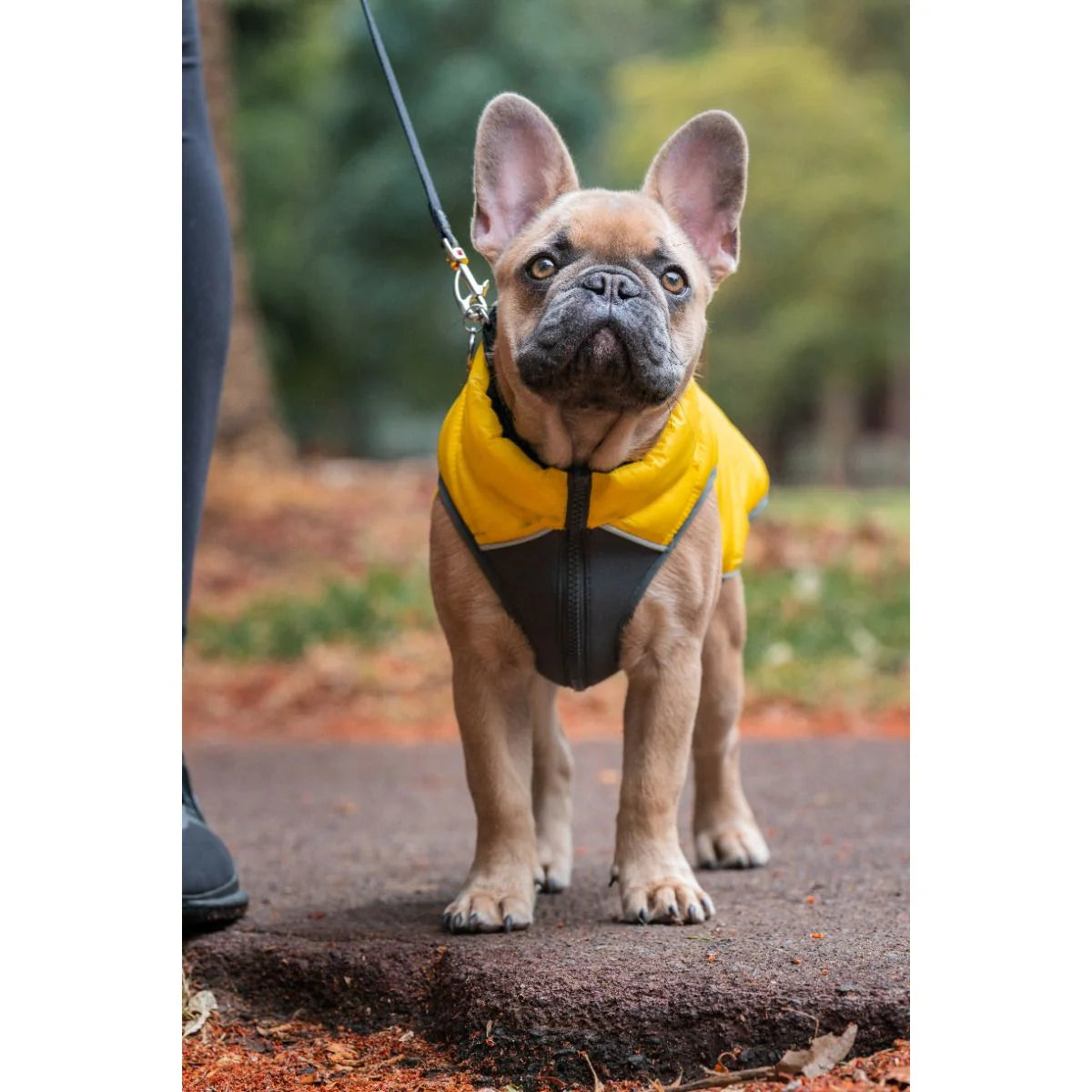 Dog Outdoor Accessory – Yellow